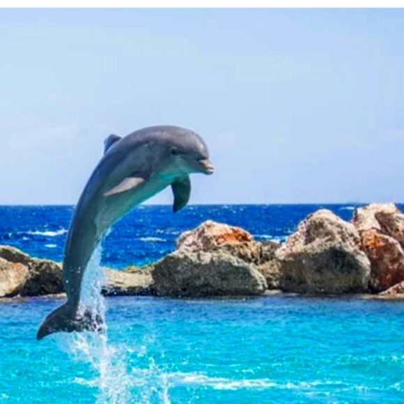 💖Dolphin Shirt🐬 - Picture 3 of 7